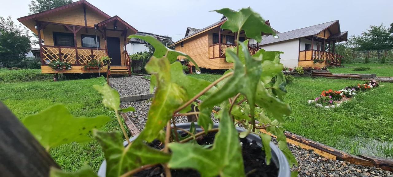 Villa Baltina Parc Transfagarasan Curtea de Argeş Exterior foto